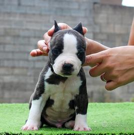 Amstaff American Staffordshire Terrier