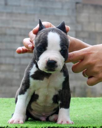 Amstaff American Staffordshire Terrier