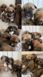 Meravigliosi cuccioli pastore caucaso/pitbull