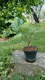 Pianta limone citrus limon h 20 - 25 cm in vaso 14