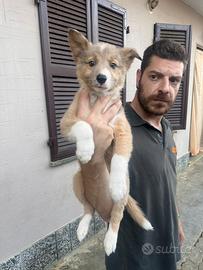 Cuccioli di Border collie