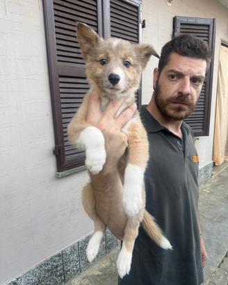 Cuccioli di Border collie