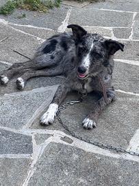 Cane addestrato per pascolo di animali molto bravo