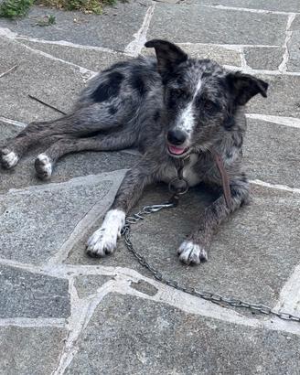Cane addestrato per pascolo di animali molto bravo