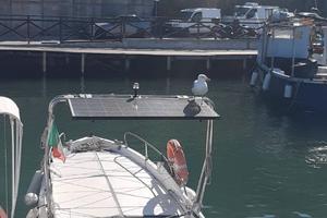 Gozzo con motore entrobordo