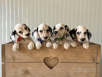Cuccioli dalmata disponibili