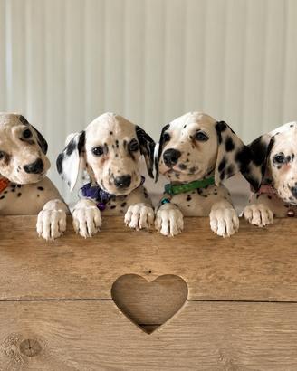 Cuccioli dalmata disponibili
