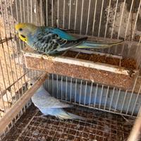 Cocorite, gabbie e accessori tutto in blocco