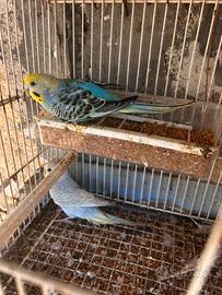 Cocorite, gabbie e accessori tutto in blocco