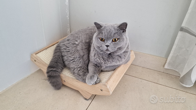 Gatto British Shorthair Blu Maschio e Femmina