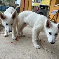 Cuccioli di pastore svizzero bianco