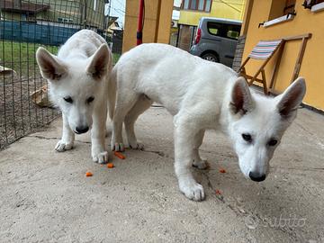 Cuccioli di pastore svizzero bianco