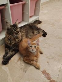 Neal - maine coon maschio mco d22 - futuro xxl