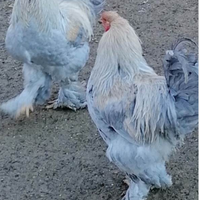 Coppia di brama isabella nana