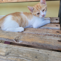 Gattina di quasi 2 mesi