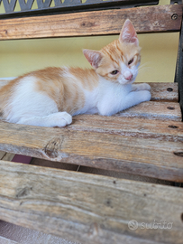Gattina di quasi 2 mesi