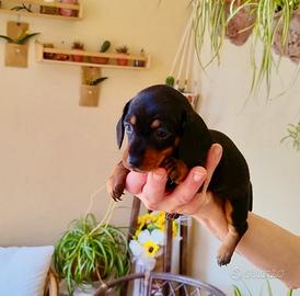Bassotto kaninchen