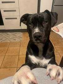 Cane incrocio corso-amstaff