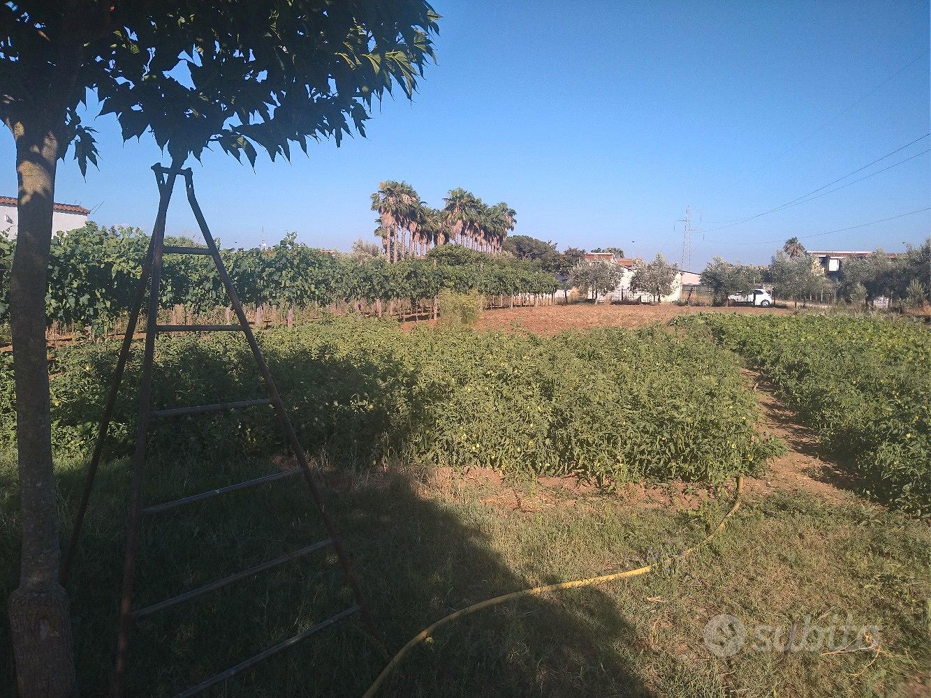 Terreno agricolo zona selciatella - Vista 4
