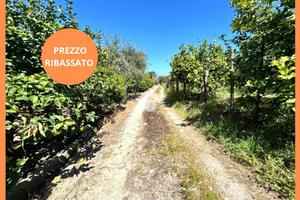 TER. AGRICOLO A BAGHERIA