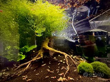 Piante per acquario, 3 vasetti di Christmas moss