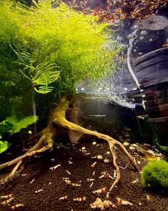 Piante per acquario, 3 vasetti di Christmas moss