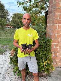 Nuovi Cuccioli di Pinscher (foto reali scattate)