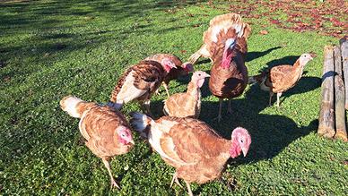 Tacchini rossi di borgogna