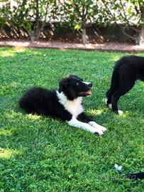 Cucciolo border collie