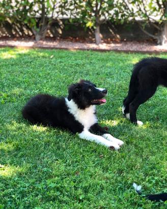 Cucciolo border collie