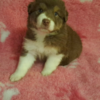 Cuccioli pastore australiano