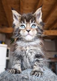 Maine coon