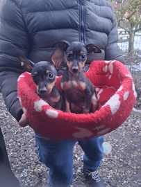 Pinscher nani baby