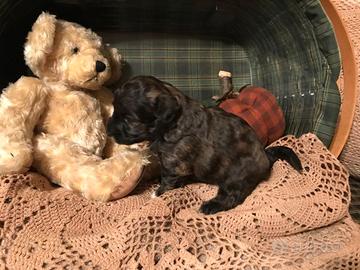 Cucciola maltipoo Toy