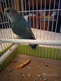 Inseparabile