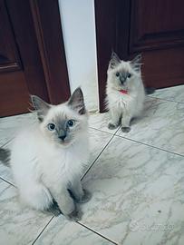 Femmine Ragdoll
