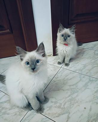 Femmine Ragdoll