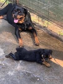 Cucciolo rottweiler