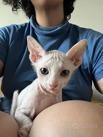 Sphynx brush