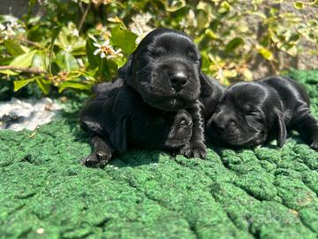 Cuccioli di cocker spaniel inglese