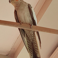 Calopsitta più gabbia grande