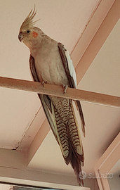 Calopsitta più gabbia grande