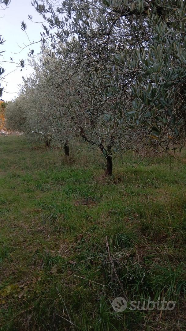 Terreno agricolo 4 ettari con oliveto - Vista 2