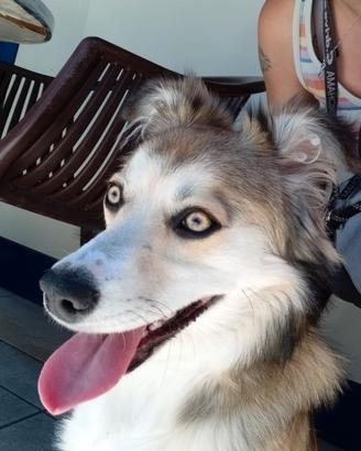 Border Collie
