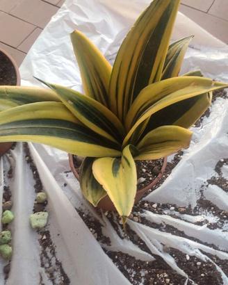 Sansevieria Gold flame (o golden flame)