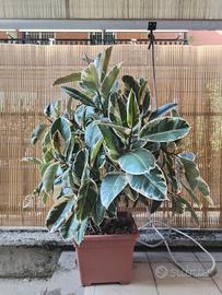Ficus variegato 