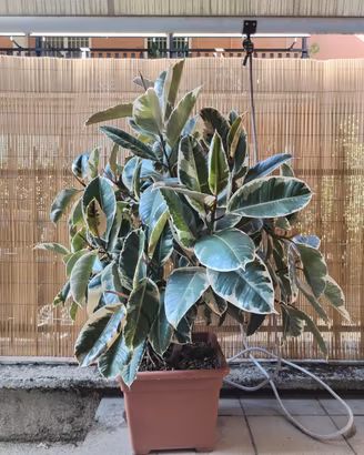 Ficus variegato 