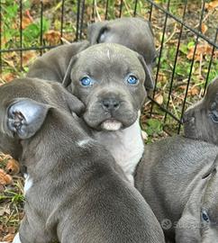 Amstaff Blue: cuccioli disponibili