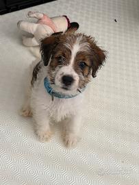Jack Russell Terrier - Cuccioli disponibili