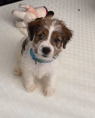 Jack Russell Terrier - Cuccioli disponibili